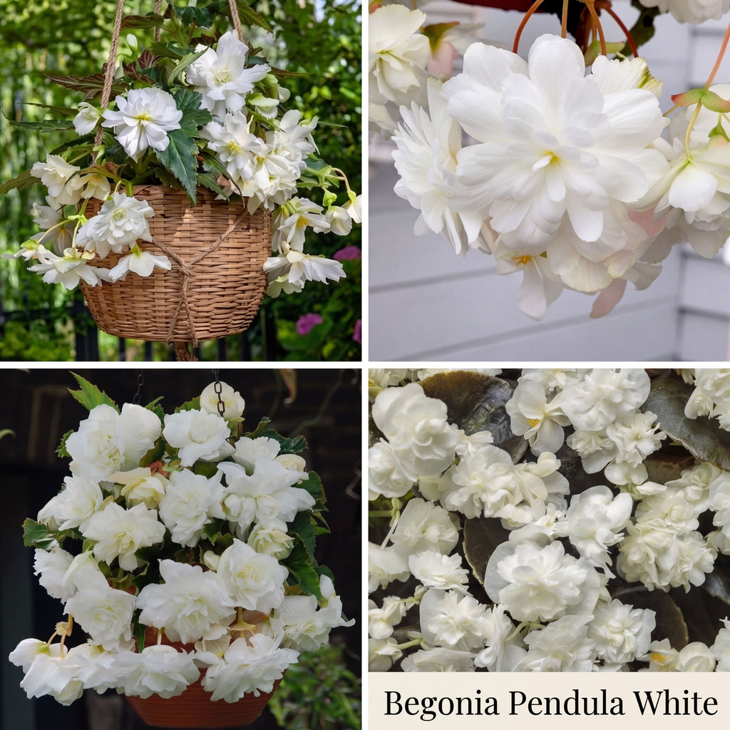 Begonia Summer Garden Collection