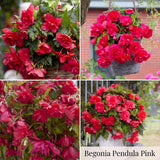 Begonia Summer Garden Collection