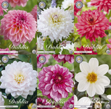 Collection Pink Hearts