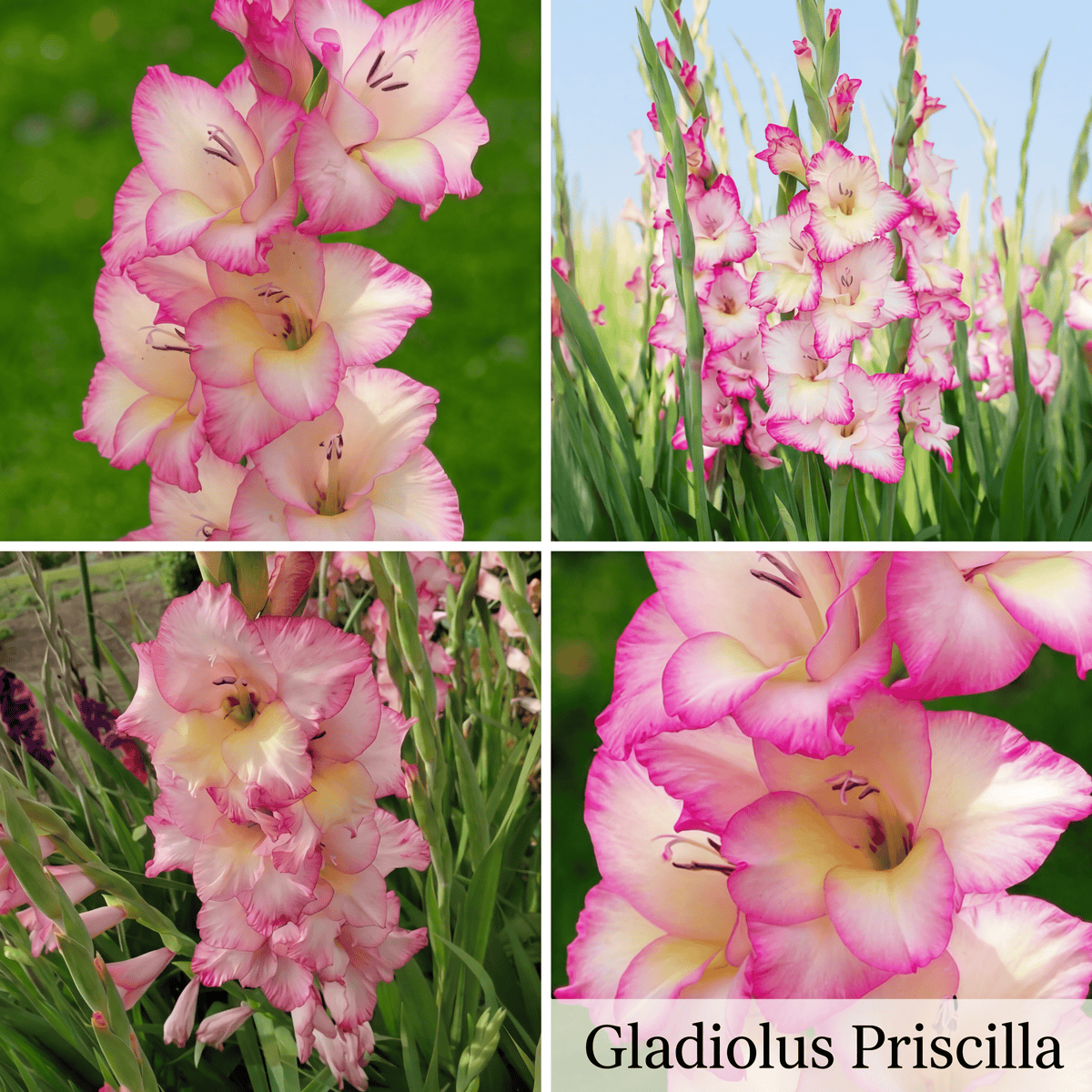 Gladiolus Summer Garden Collection