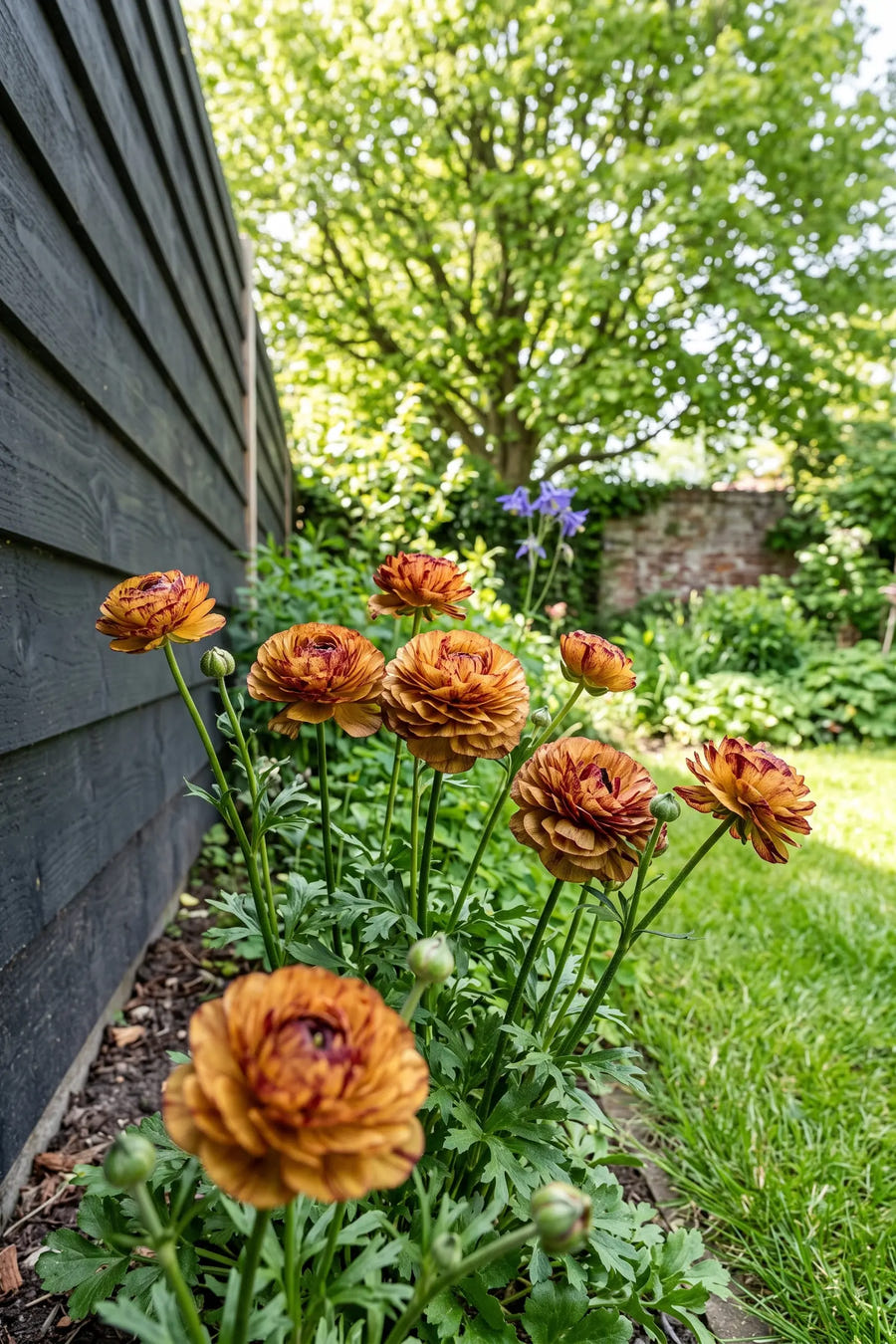 Ranunculus Cafe Picotee — in de tuin, extra beeld