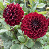 Collection Velvet Hearts