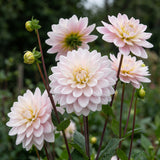 Collection Classic Romance