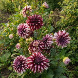 Collection Unique Hearts