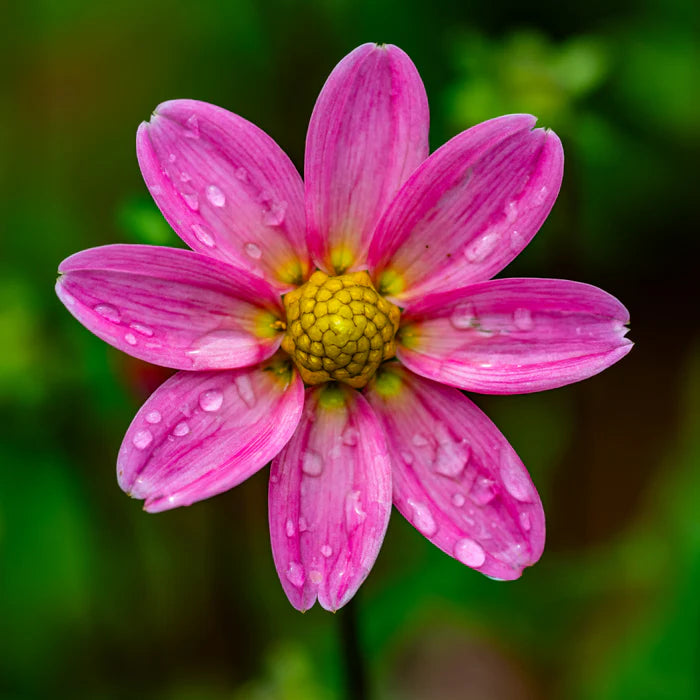 Collection Unique Hearts