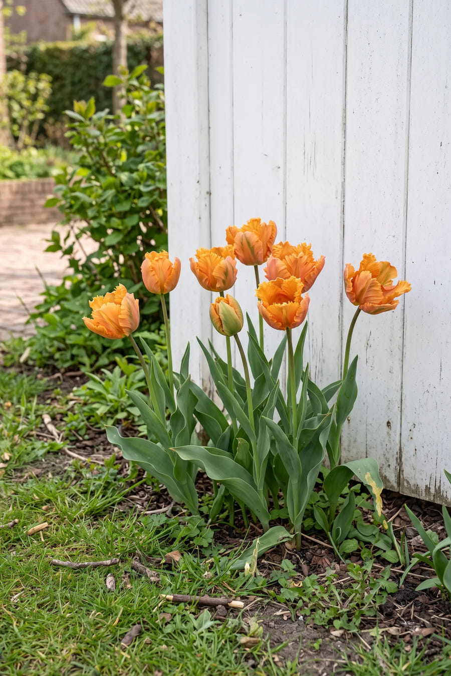 Tulipa Amazing Parrot — in de border