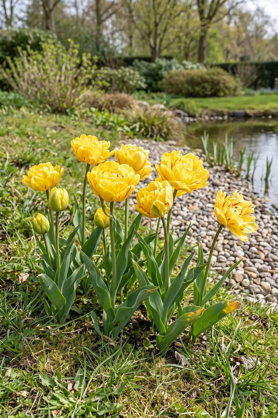 Tulipa Aquilla — in de tuin