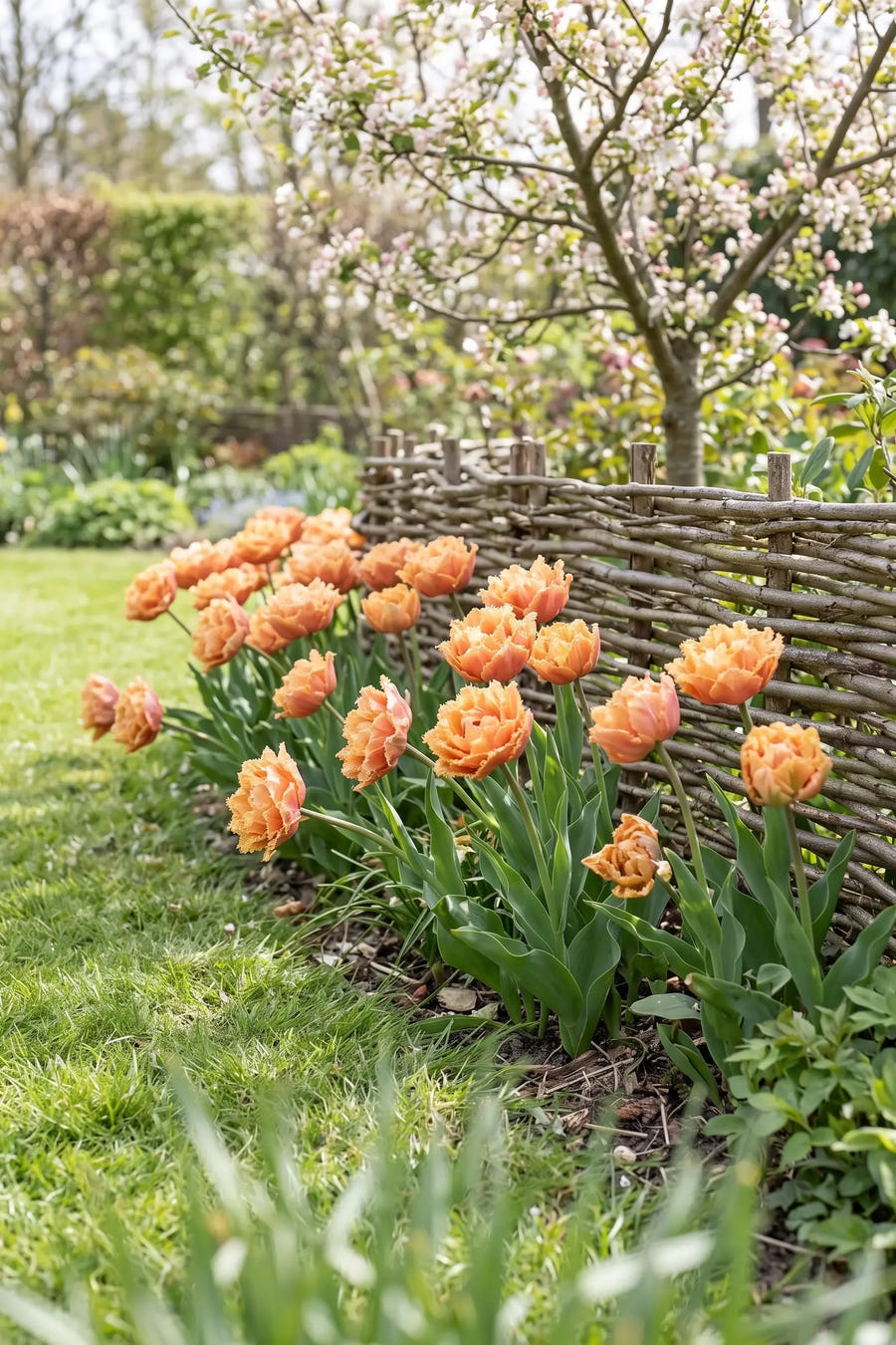 Tulipa Brisbane — groep in de tuinborder