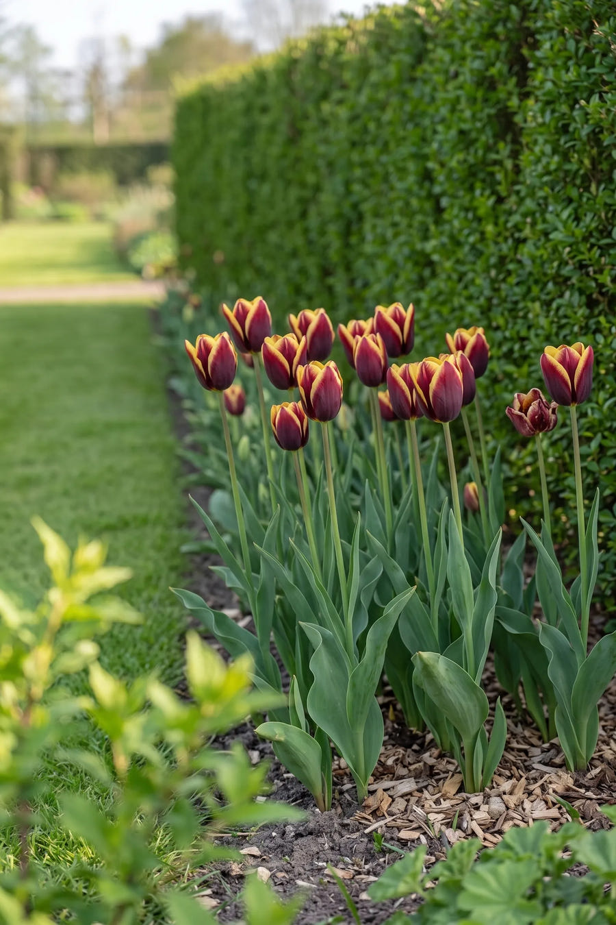 Tulipa Gavota — groep in de tuinborder