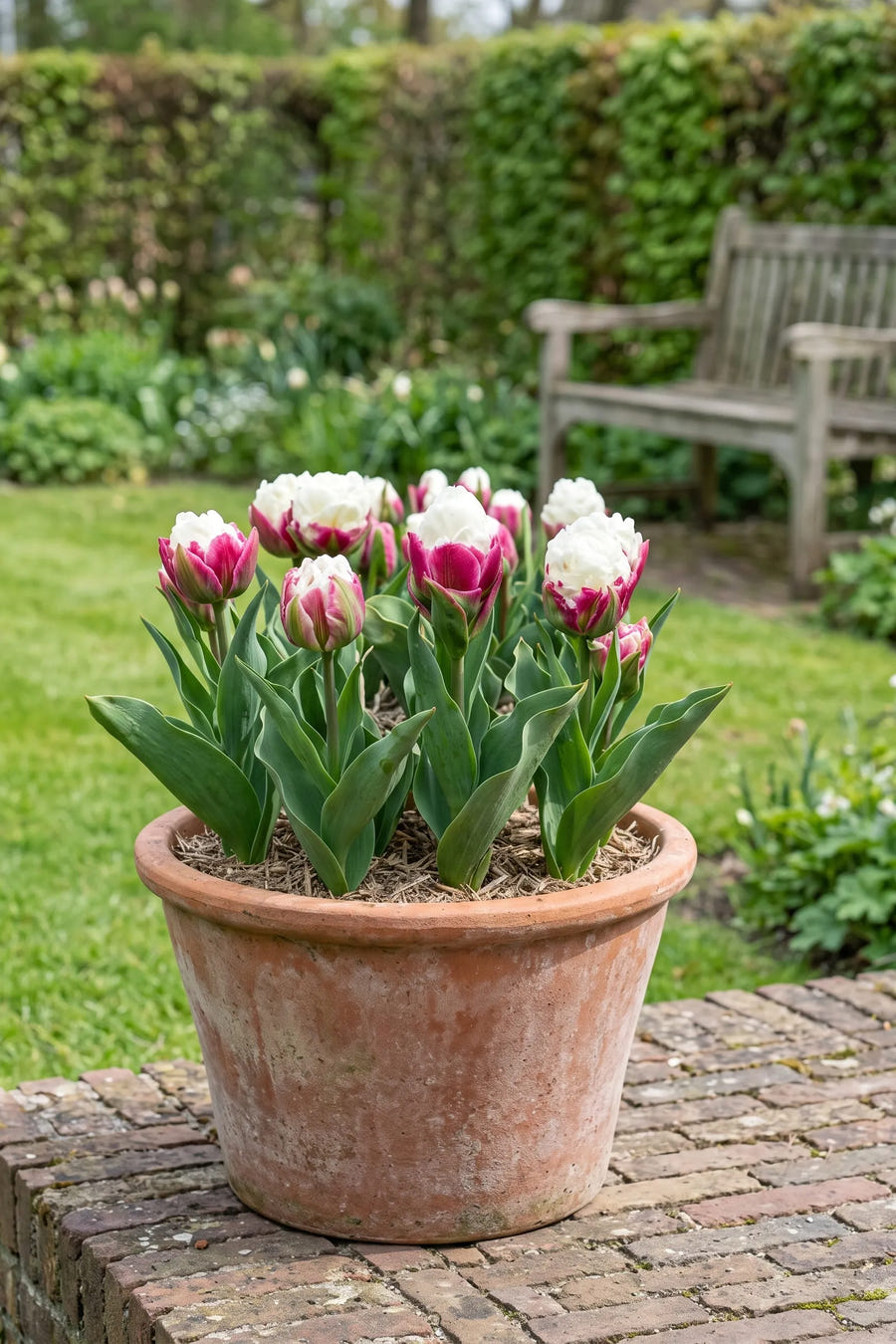 Tulipa Ice Cream Garden — in de border, extra beeld
