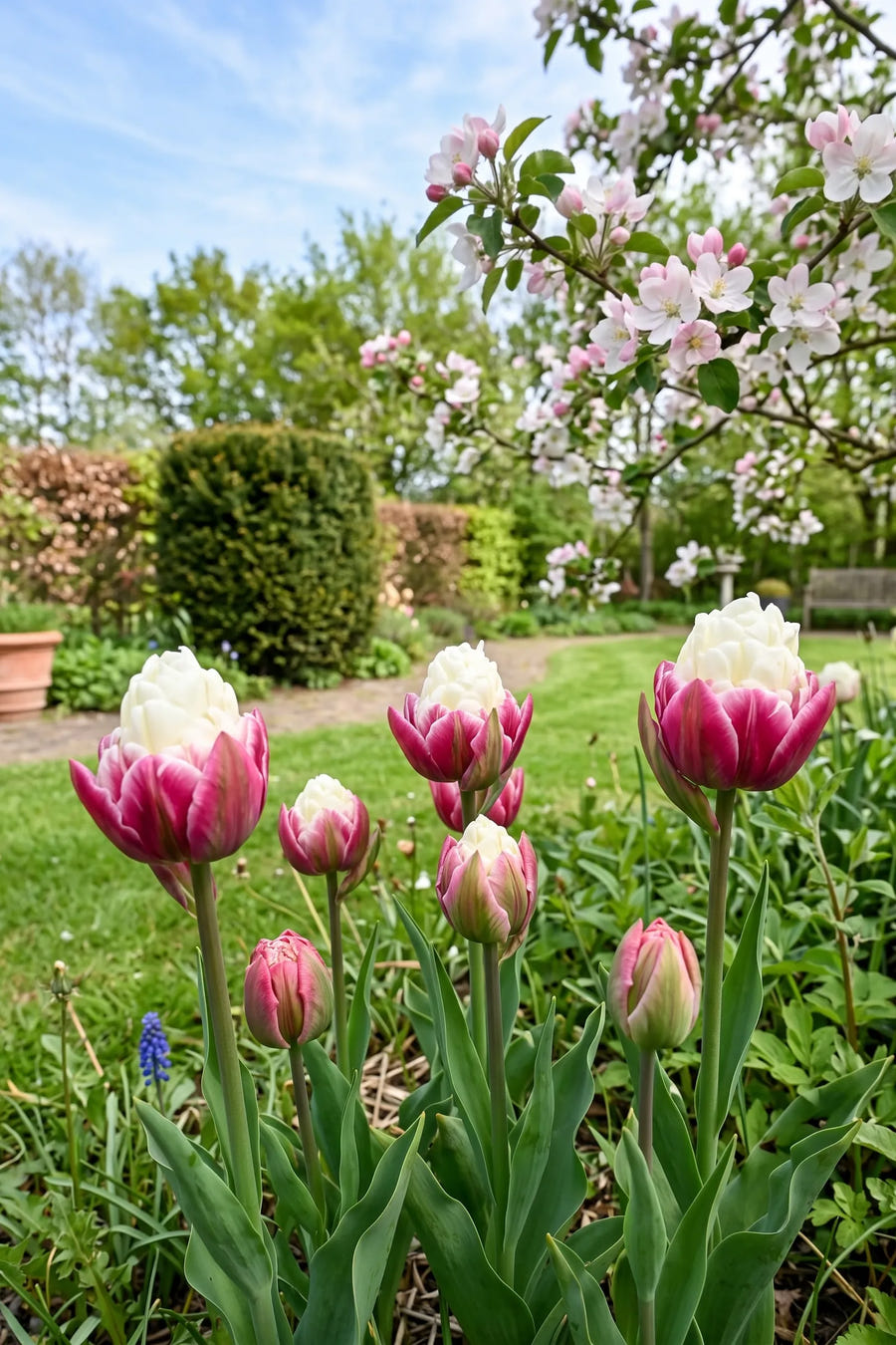 Tulipa Ice Cream Garden — in de border, extra beeld