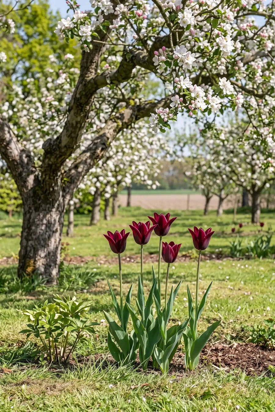 Tulipa Merlot — in de border