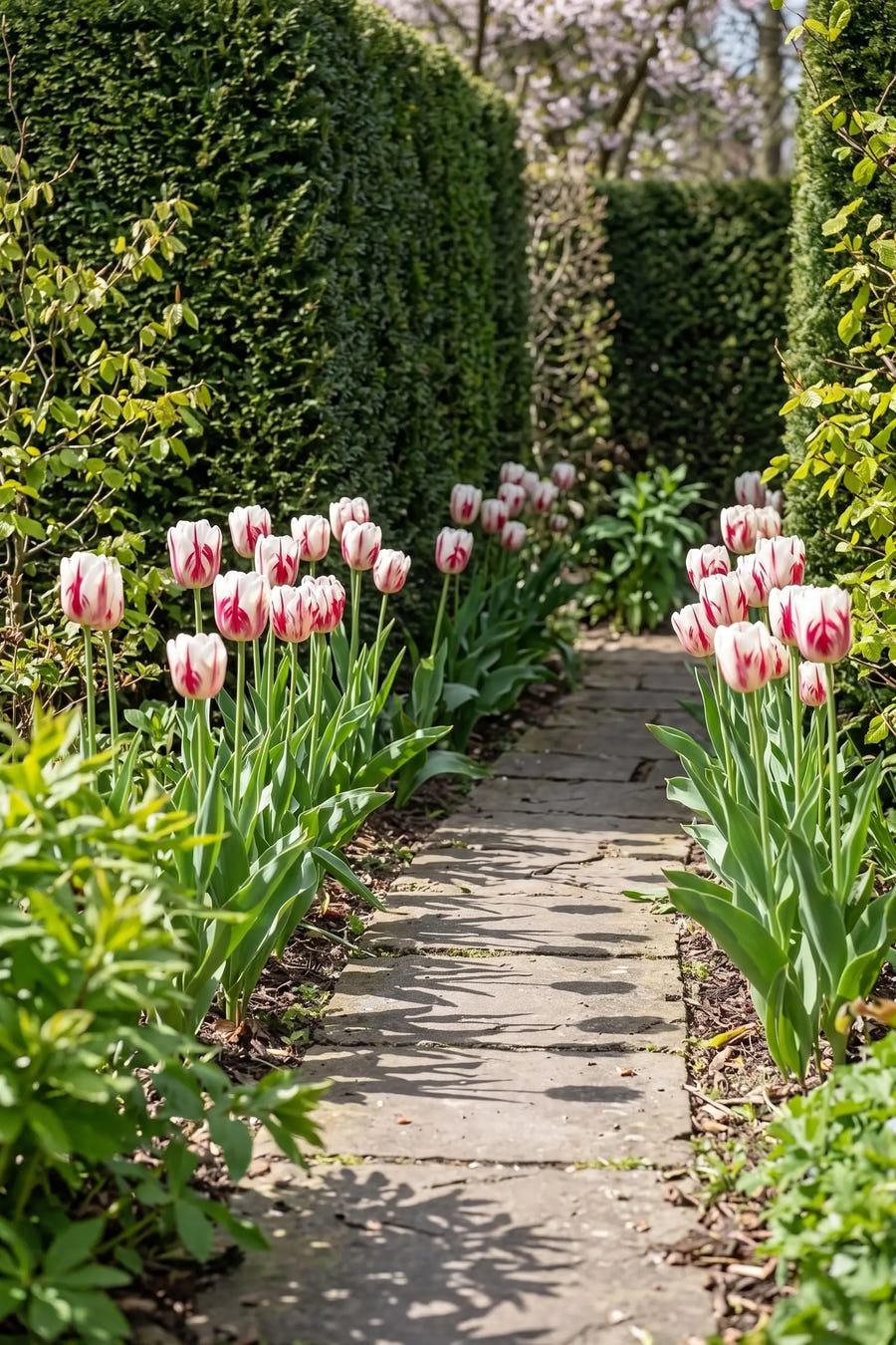 Tulipa One Direction — groep in de tuinborder