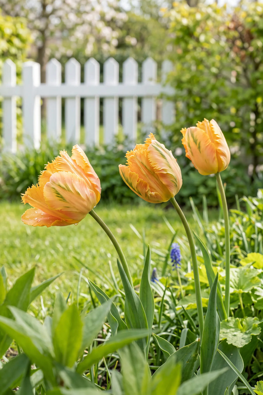 Tulipa Parrot King — sfeerbeeld