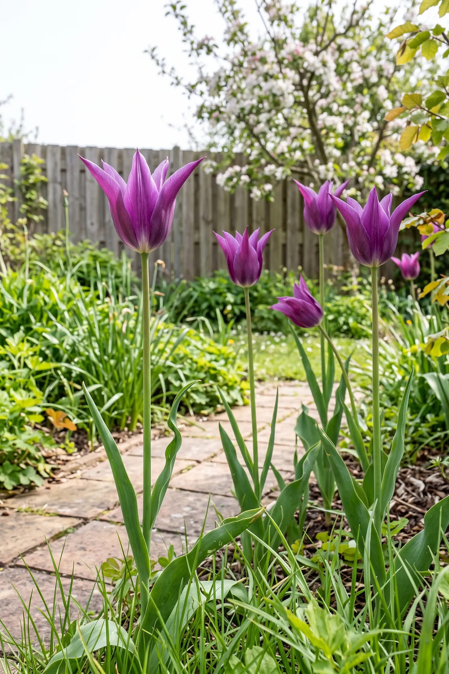 Tulipa Purple Dream — in de tuin