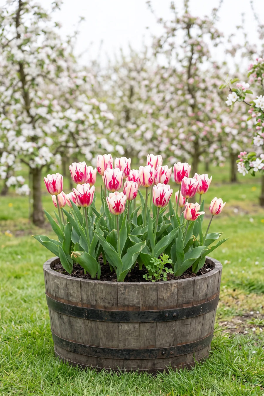 Tulipa Spryng Break — in pot op terras