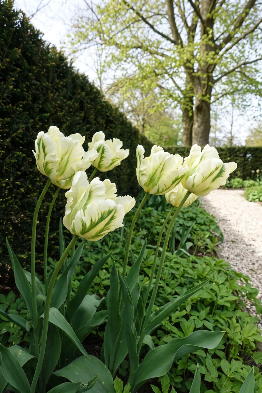 Tulipa Super Parrot — in de border, extra beeld