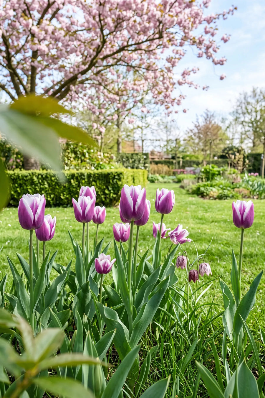 Tulipa Synaeda Blue — groep in de tuinborder