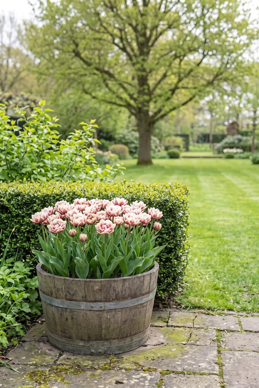 Tulipa Wyndham — in pot op terras
