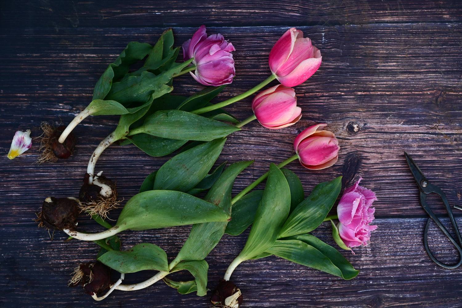 tulips_on_wood.jpg__PID:c2ffbedc-d594-4f71-b6fd-16a354768d6a