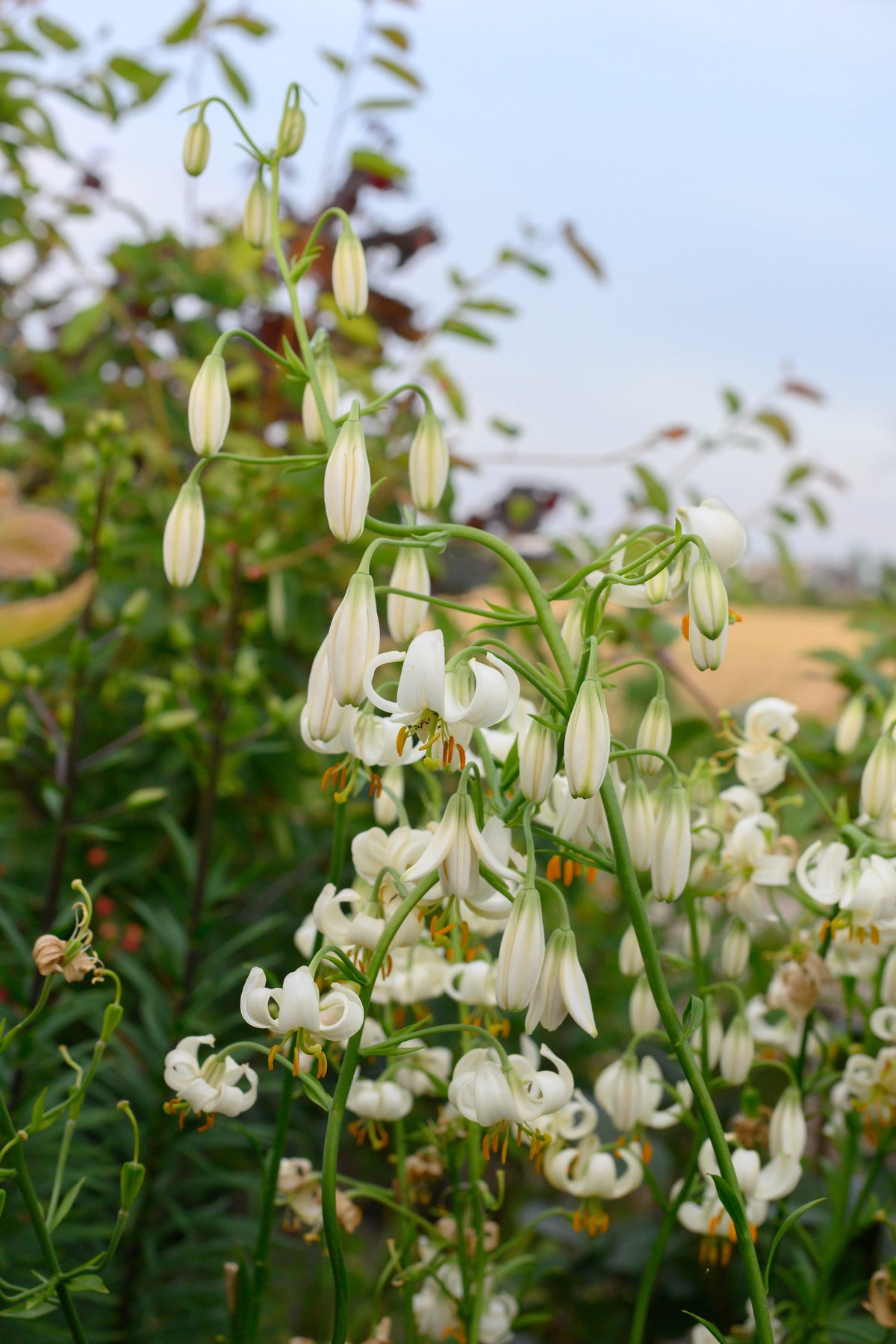 Lilium Martagon Snowy Morning