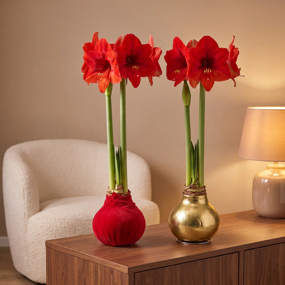 Waxz Amaryllis XXL in fluweel rood en goud in volle bloei op een dressoir