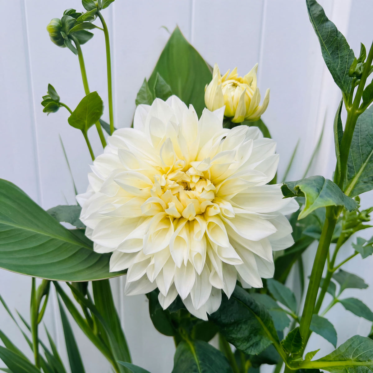 Dahlia White Perfection