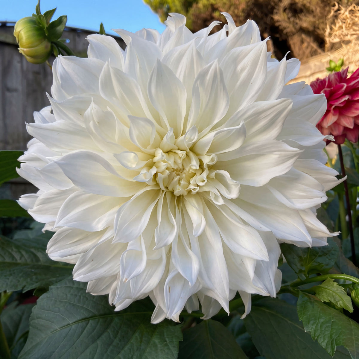 Dahlia White Perfection