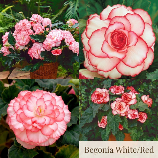 Begonia Summer Garden Collection