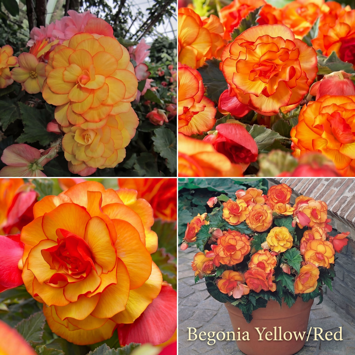 Begonia Summer Garden Collection